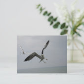 Seagull Bird Briefkaart (Staand voorkant)