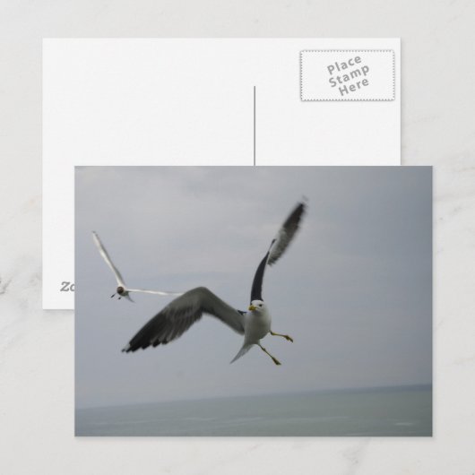 Seagull Bird Briefkaart (Voorkant / Achterkant)