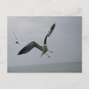 Seagull Bird Briefkaart