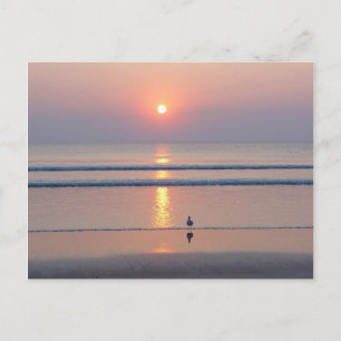 Seagull Daytona Beach FL Ocean Sunrise Briefkaart