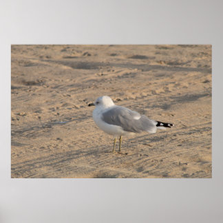 Seagull debout en solo sur Hampton Beach Poster