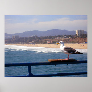 Seagull door Santa Monica Beach Poster