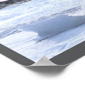 Seagull Eating on Ice Poster (Coin)