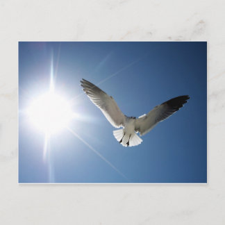 Seagull en Sunligh Briefkaart