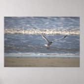Seagull Flying Photo Poster (Devant)