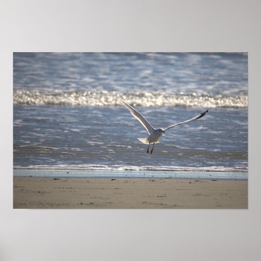 Seagull Flying Photo Poster (Devant)