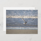 Seagull Flying Postcard Briefkaart (Voorkant / Achterkant)
