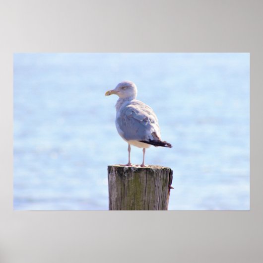 Seagull Foto Poster (Voorkant)