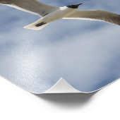 Seagull in Flight Foto Afdruk (Hoek)