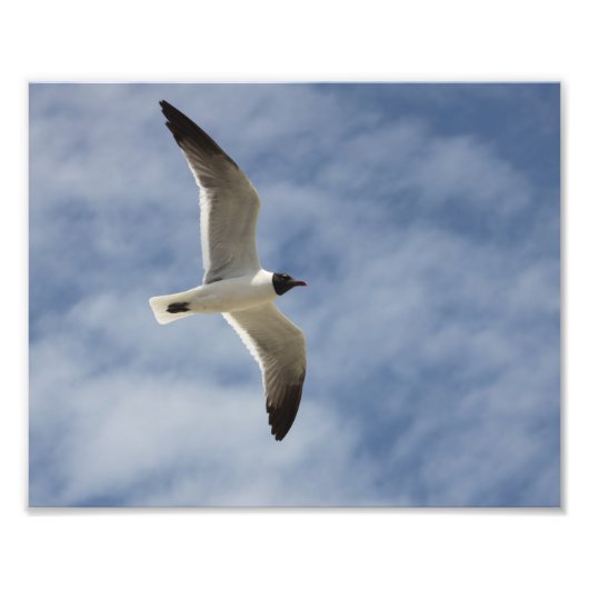Seagull in Flight Foto Afdruk (Voorkant)