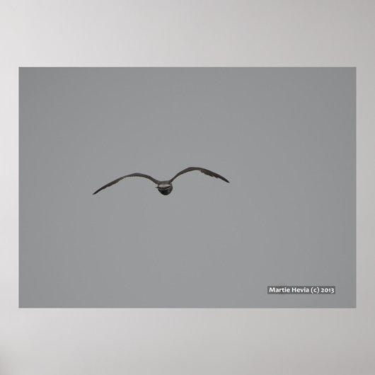 Seagull in Flight Poster (Voorkant)