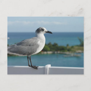 Seagull in het Briefkaart Paradijs