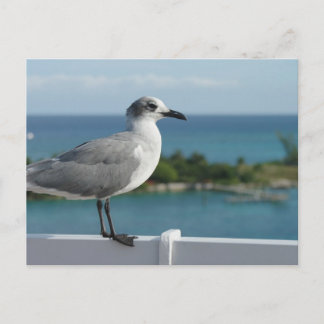 Seagull in het Briefkaart Paradijs