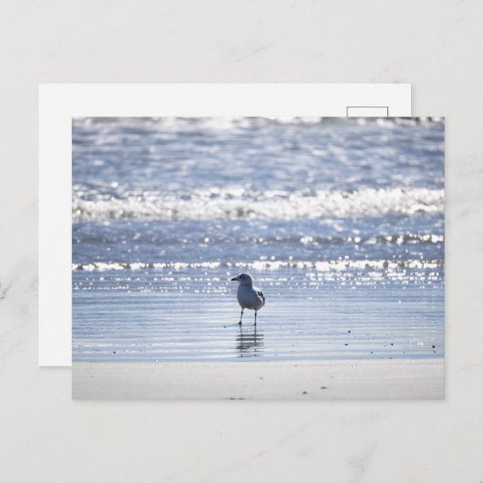 Seagull in Ocean Postcard Briefkaart (Voorkant / Achterkant)