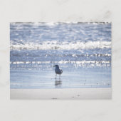 Seagull in Ocean Postcard Briefkaart (Voorkant)