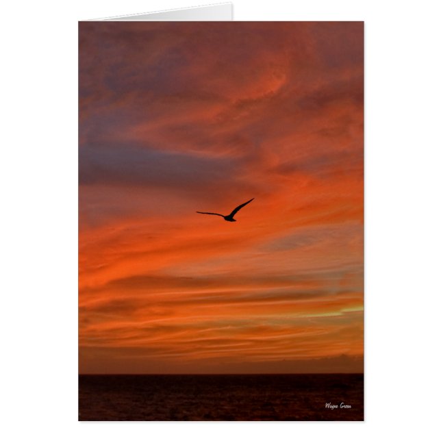 Seagull in Sunset - Texas Coast (Voorkant)