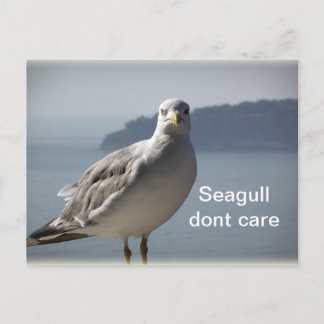 Seagull kan briefkaart niet schelen