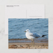 Seagull, Lake Ontario, Toronto, Canada Briefkaart (Voorkant / Achterkant)