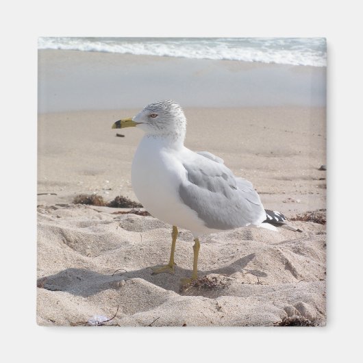 Seagull Magnet Magneet (Voorkant)