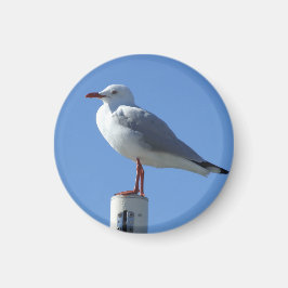 Seagull Magnet Magneet
