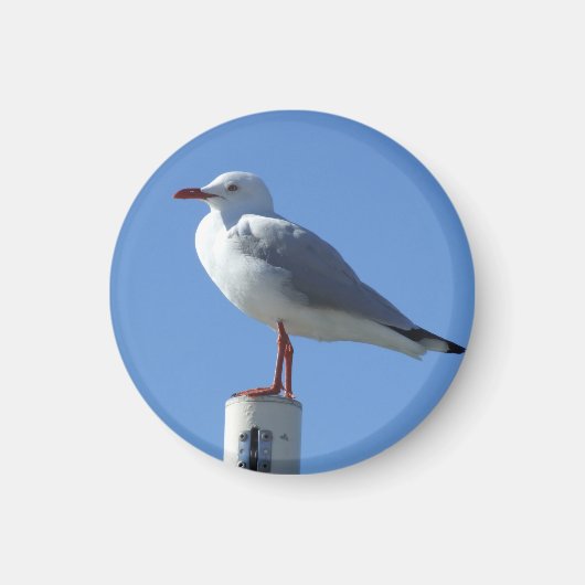 Seagull Magnet Magneet (Voorkant)