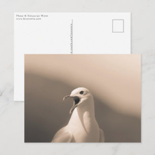 Seagull Natuur Foto Briefkaart