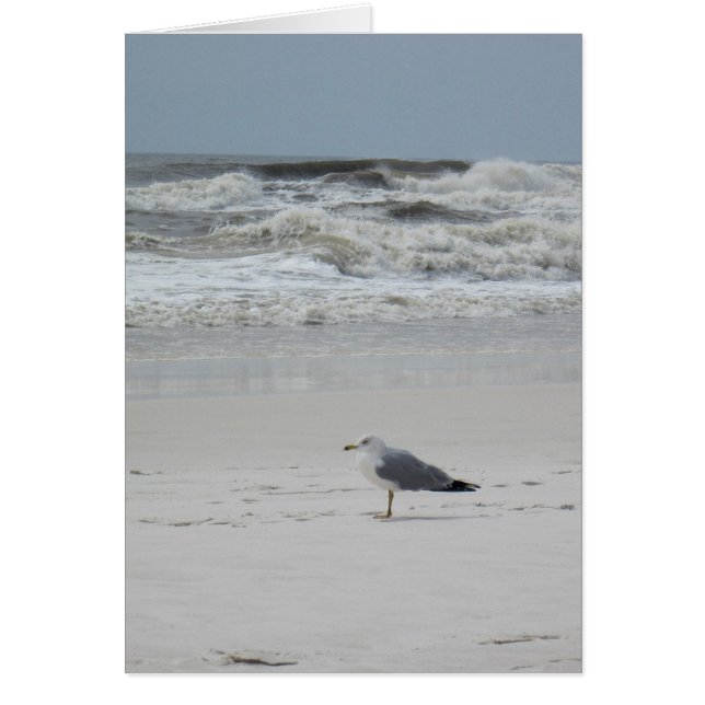 Seagull on the Beach (Devant)