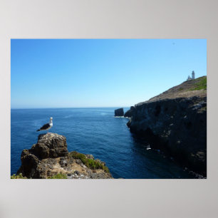 Seagull op het eiland Anacapa op de Kanaaleilanden Poster