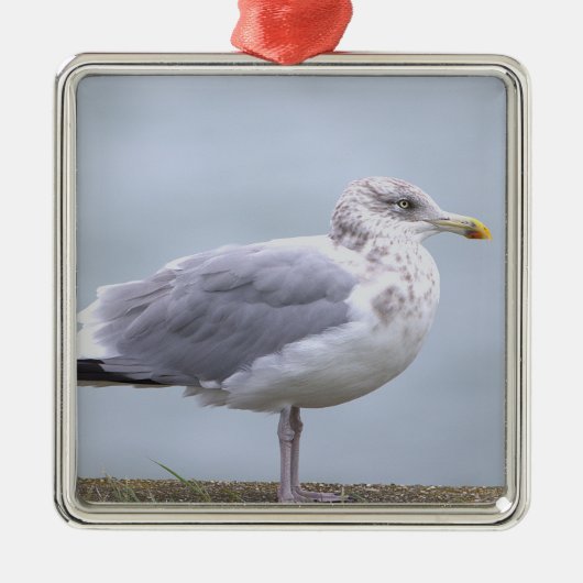 Seagull Photo Ornament  (Voorkant)