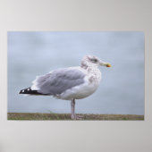 Seagull Photo Poster (Devant)