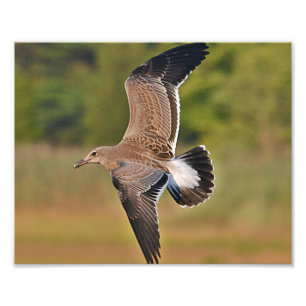 Seagull Photo Print Foto Afdruk