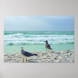 Seagull Posing for you Beach Seascape Natuur Foto Poster