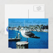 Seagull Shores Briefkaart uit Californië (Voorkant / Achterkant)