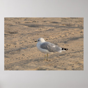 Seagull, solo op Hampton Beach Poster
