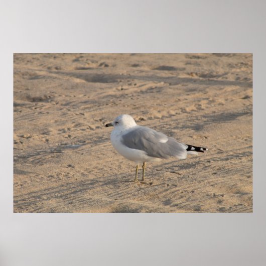 Seagull, solo op Hampton Beach Poster (Voorkant)