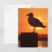 Seagull Sunset Briefkaart (Voorkant / Achterkant)