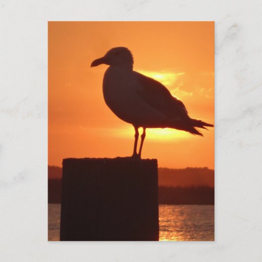 Seagull Sunset Briefkaart (Voorkant)