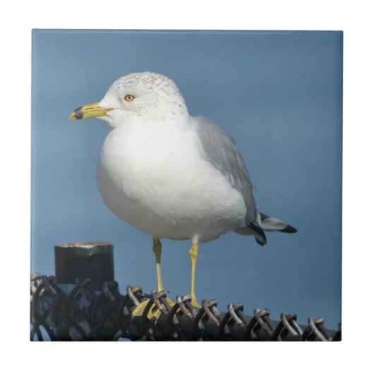 Seagull Tile Tegeltje (Voorkant)