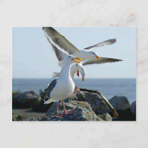 Seagull Trio Briefkaart
