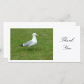 Seagull Walling in the Park - Merci (Devant / Derrière)