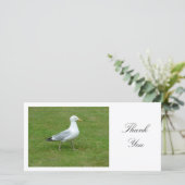 Seagull Walling in the Park - Merci (Debout devant)