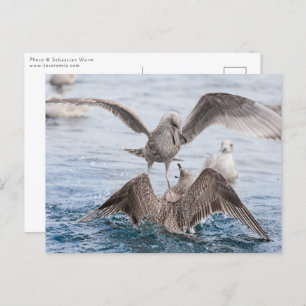 Seagull Wildlife Foto Briefkaart