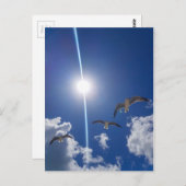 Seagulls Flying Sky Clouds Sun Briefkaart (Voorkant / Achterkant)