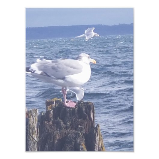 Seagulls in Port Townsend Foto Afdruk (Voorkant)