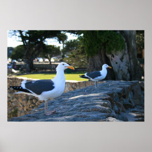 Seagulls, Monterey Poster