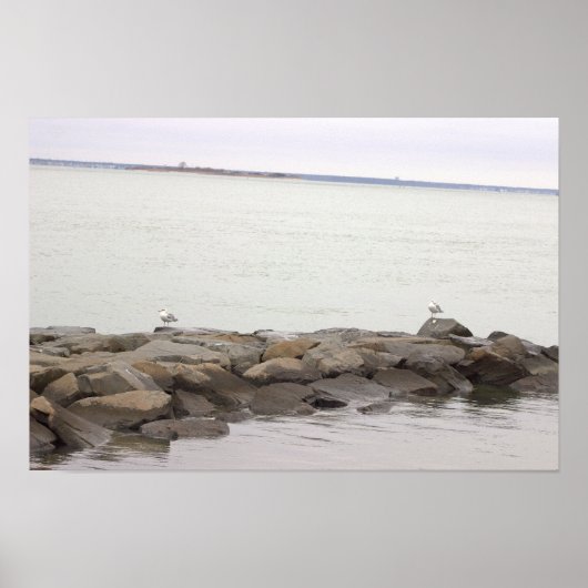 Seagulls on Rocks Poster (Devant)