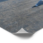 Seagulls op Wildlife Drive Poster (Hoek)