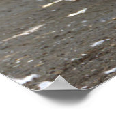 Seagulls Photo Poster (Coin)