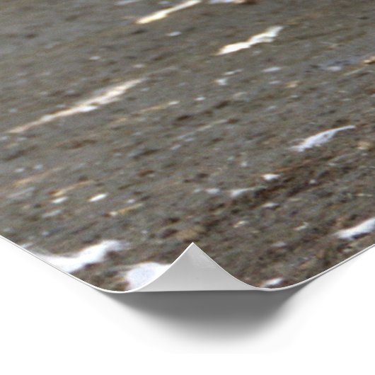 Seagulls Photo Poster (Hoek)