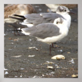 Seagulls Photo Poster (Devant)
